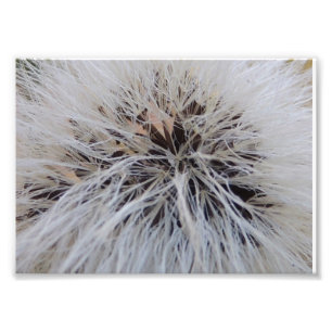 Seedpods Fototryck