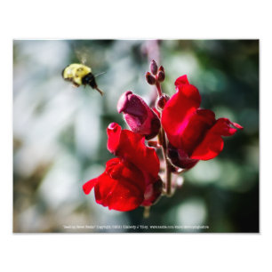 Seeking Nectar Fototryck