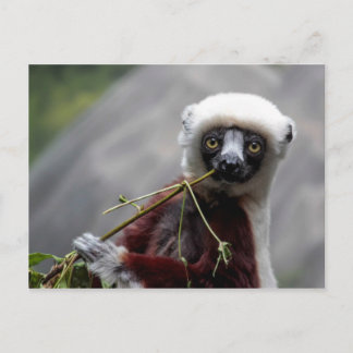 Sefaka Lemur Wildlife Animal Photo Vykort
