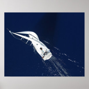 Segelfritt fåglars Öga-vy Poster