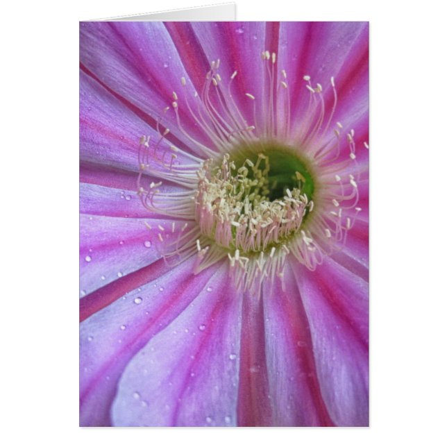 Segment av plattkaka hälsningskort (Framsidan)