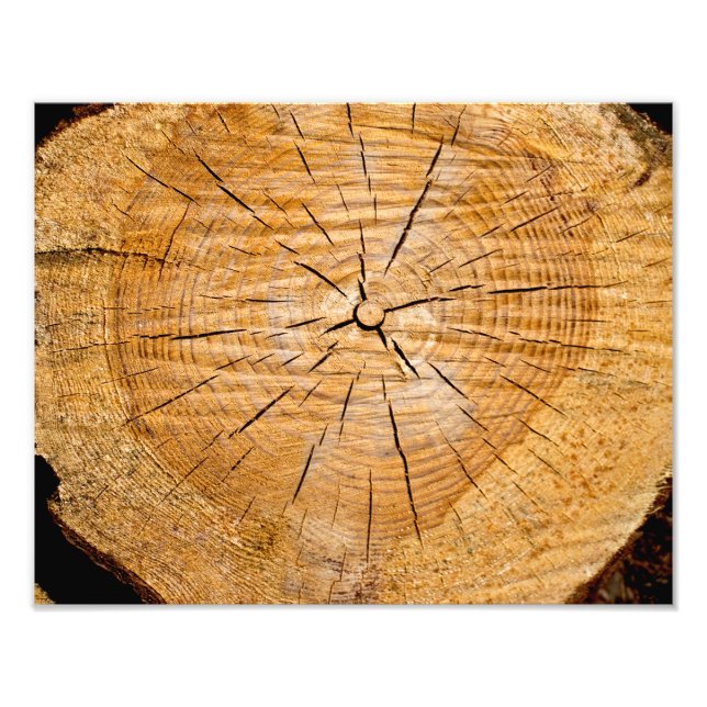 Segment i livet fototryck (Framsidan)