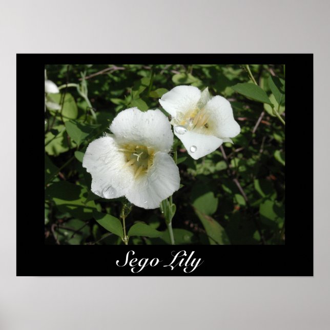 Sego Lily Print Poster (Framsidan)