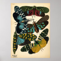 Seguy Art Noveau Vintage Lanternfly Poster