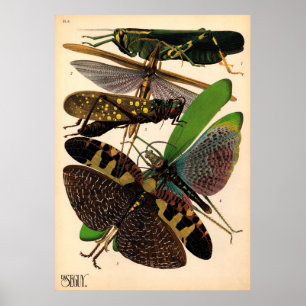 Seguy Insekter Vintage affisch