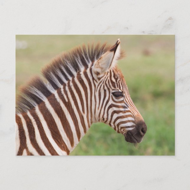 Sehuvud av babyzebra, Tanzania Vykort (Framsida)