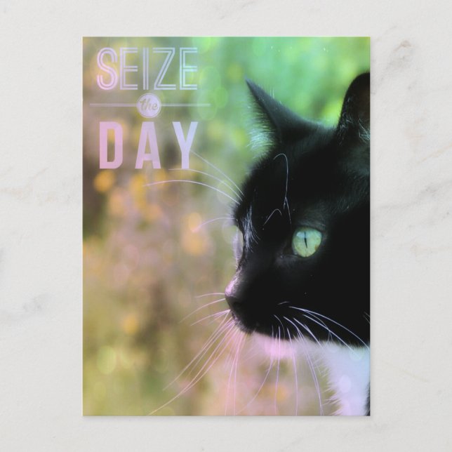 Seize Day Cat Vykort (Framsida)
