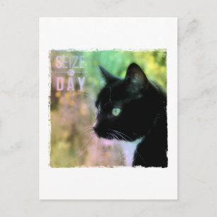 Seize Day Cat Vykort