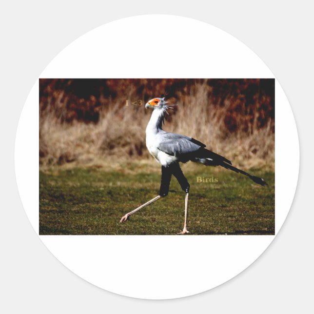 Sekreterare Bird Runt Klistermärke (Framsida)