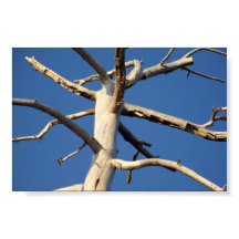 sekvoia nationalpark