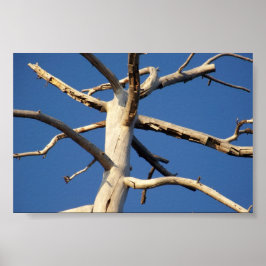 sekvoia nationalpark poster