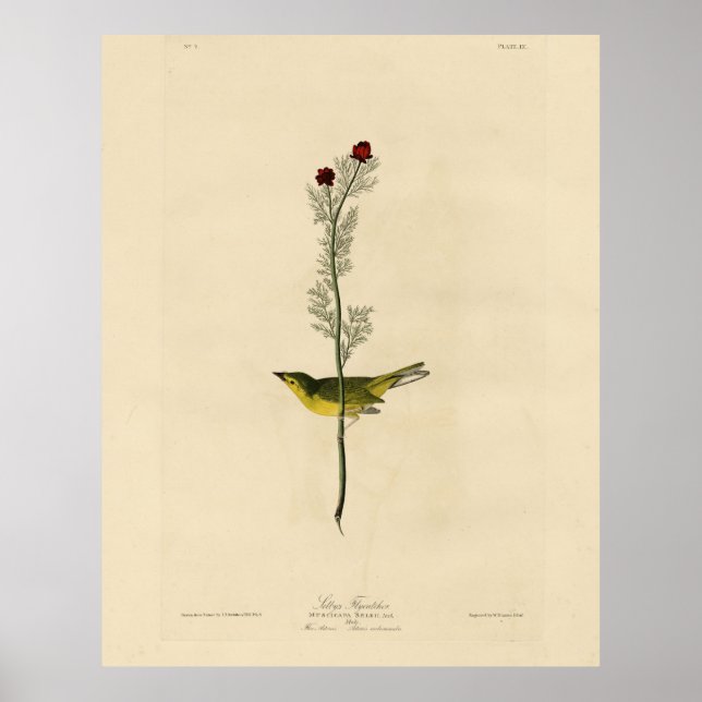 Selby's Fly catcher - Audubon's Birds of America Poster (Framsidan)
