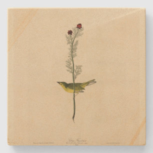 Selby's Fly catcher - Audubon's Birds of America Stenunderlägg