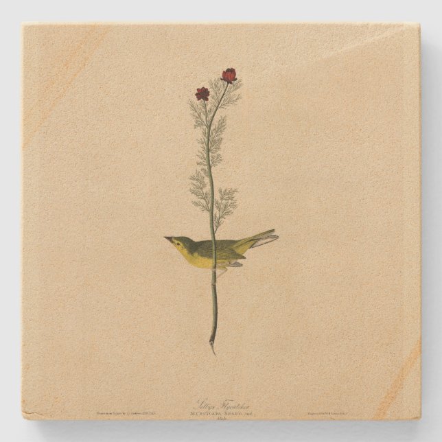 Selby's Fly catcher - Audubon's Birds of America Stenunderlägg (Framsidan)