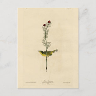 Selby's Fly catcher - Audubon's Birds of America Vykort