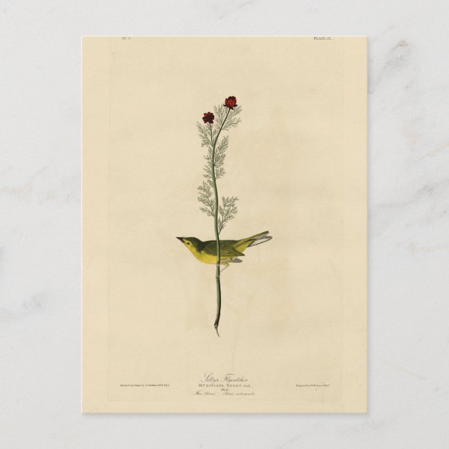 Selby's Fly catcher - Audubon's Birds of America Vykort (Framsida)