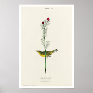 Selby's Flycatcher by Audubon Poster