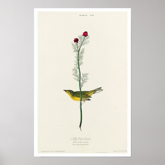 Selby's Flycatcher by Audubon Poster (Framsidan)