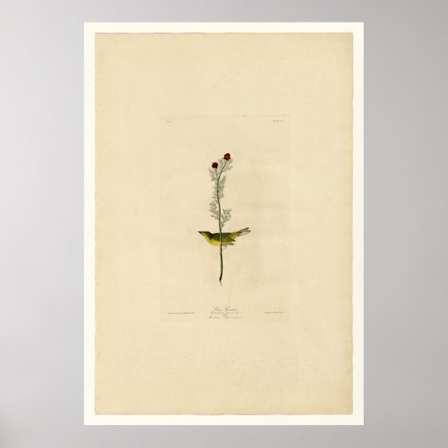 Selby's Flycatcher Poster (Framsidan)