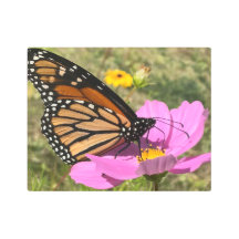 Selden Butterfly 2925