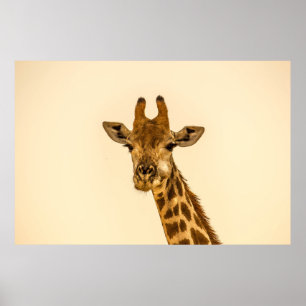 SELEKTIV FOKUSFOTOGRAFI AV GIRAFFS POSTER