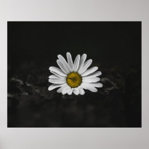 SELEKTIV FOTO FÄRG AV VITA DAISY POSTER