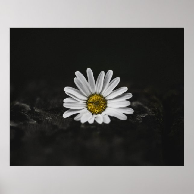 SELEKTIV FOTO FÄRG AV VITA DAISY POSTER (Framsidan)