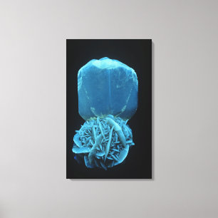 Selenite bildar av Gypsum, en fluorescerande Canvastryck