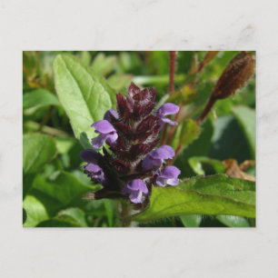 Self-heal, Medicinal Plant, Unalaska Island Vykort