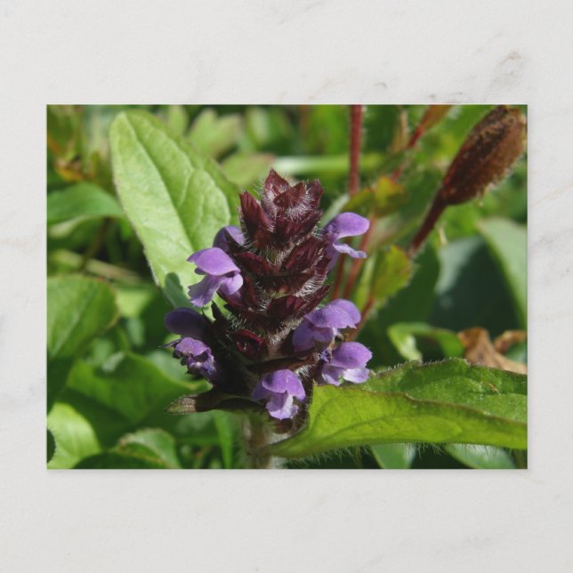 Self-heal, Medicinal Plant, Unalaska Island Vykort (Framsida)
