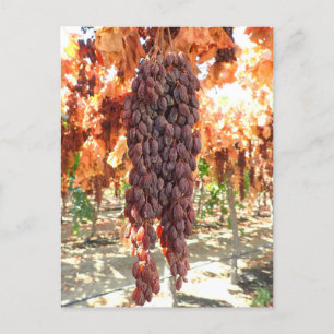 Selma Pete DOV Raisin Grapes Vykort