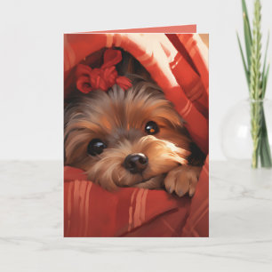 Semester Yorkshire Terrier Kort