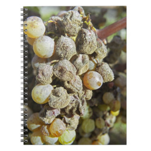 Semillon-druvor med ädelröta. vid skördetid anteckningsbok med spiral