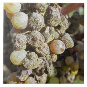 Semillon-druvor med ädelröta. vid skördetid kakelplatta