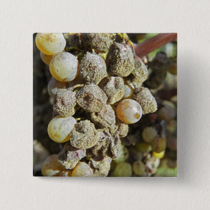 Semillon-druvor med ädelröta. vid skördetid knapp