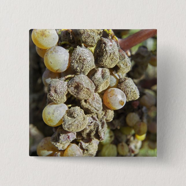 Semillon-druvor med ädelröta. vid skördetid knapp (Framsida)