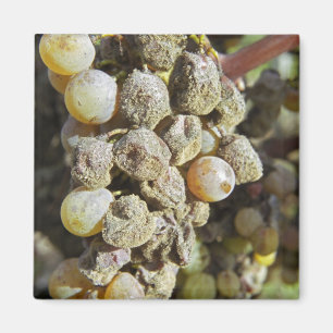 Semillon-druvor med ädelröta. vid skördetid magnet