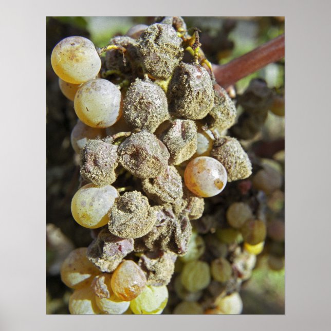 Semillon-druvor med ädelröta. vid skördetid poster (Framsidan)