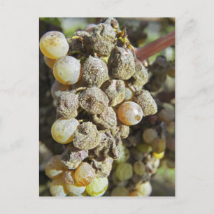 Semillon-druvor med ädelröta. vid skördetid vykort