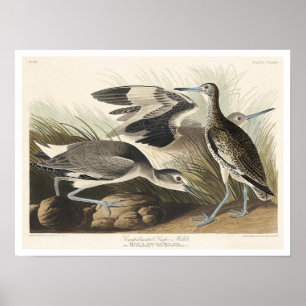 Semipalmerad eller Willet av Audubon Poster