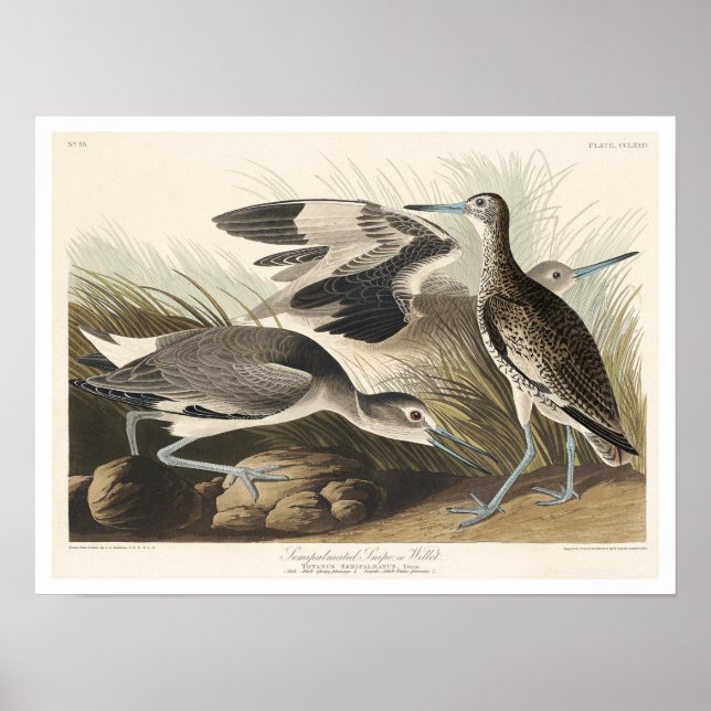 Semipalmerad eller Willet av Audubon Poster (Framsidan)