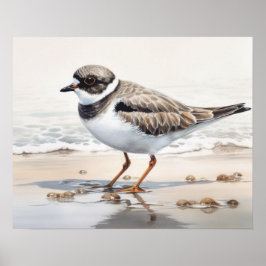 Semipalmerad Poster av Plover Bird Art-utskrift