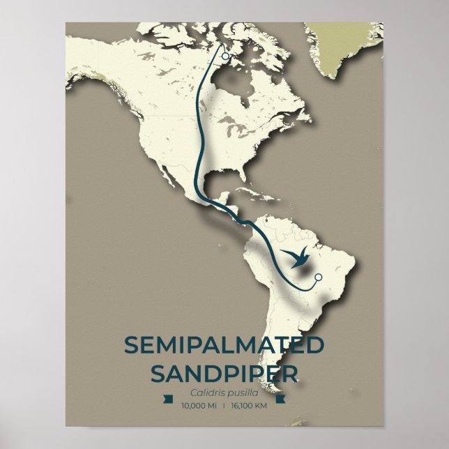 Semipalmerad Sandpiper Migration Karta - minimalis Poster (Framsidan)