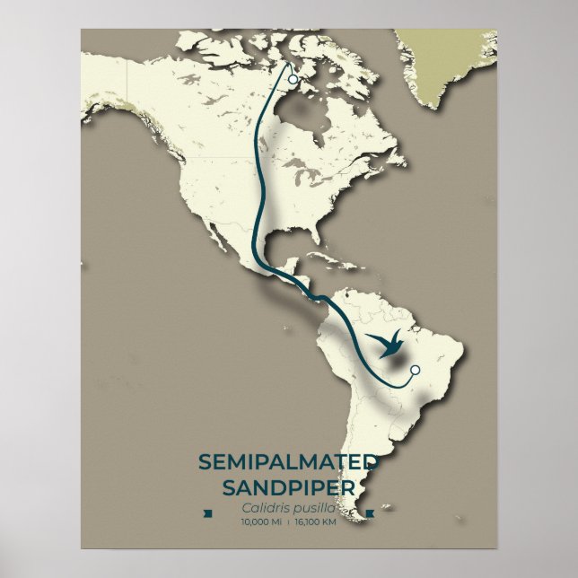 Semipalmerad Sandpiper Migration Karta - minimalis Poster (Framsidan)