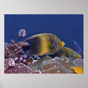 Semisphere Angelfish Poster