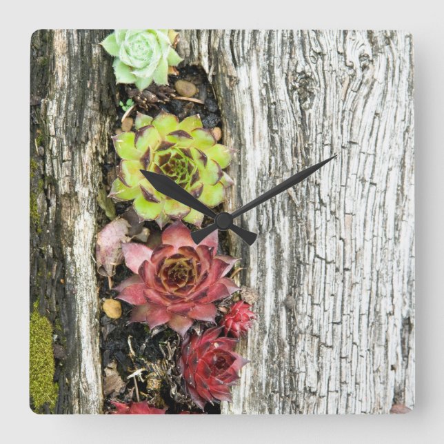 Sempervivum Fyrkantig Klocka (Framsida)