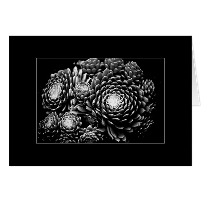 Sempervivum Hälsningskort (Framsidan Horizontal)