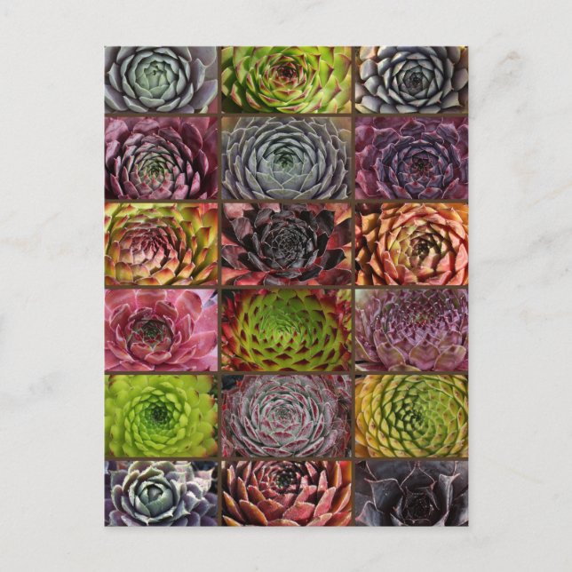 Sempervivum - Houseleek - Hauswurz - Collage Vykort (Framsida)