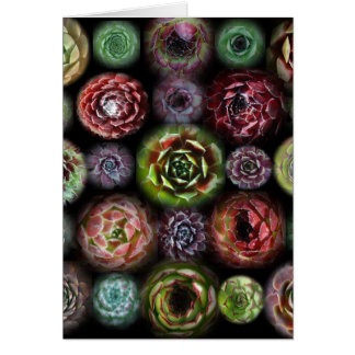 Sempervivum kort