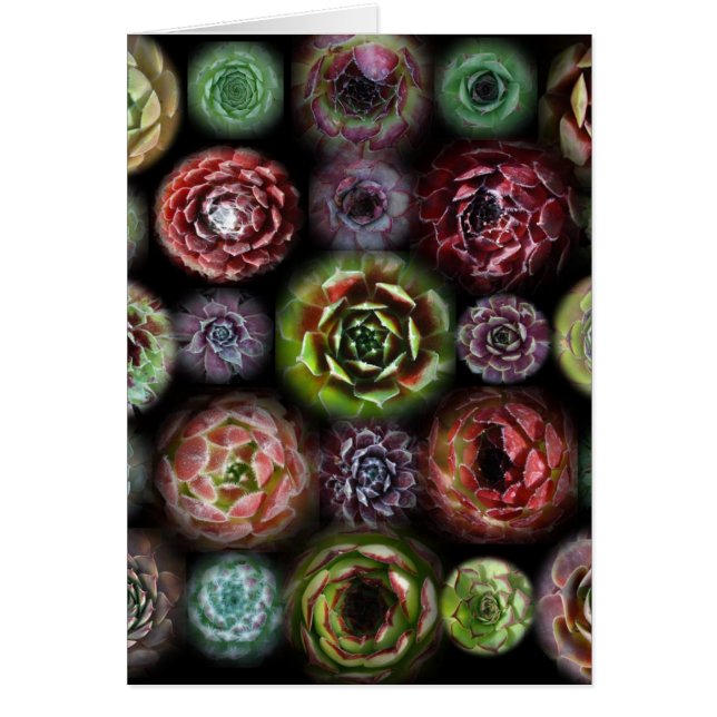 Sempervivum kort (Framsidan)